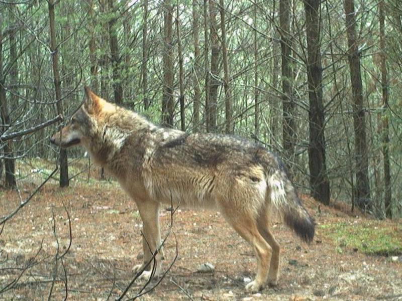 20230515_WZI_Wolf (1a) (2).jpg